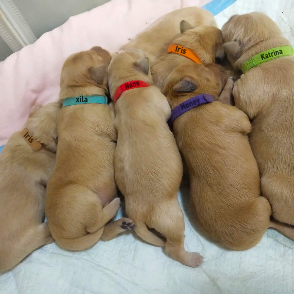 15 Pcs Soft Newborn Pet ID Bands E1957