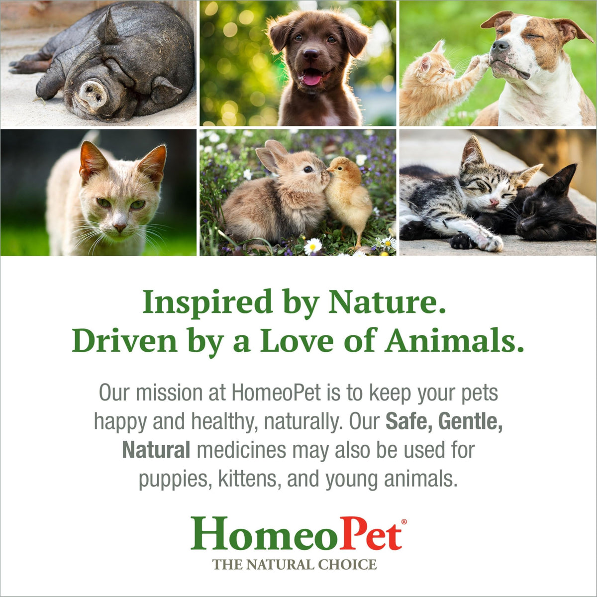 Liver Rescue Supplement for Dogs and Cats 15 Milliliters U4732