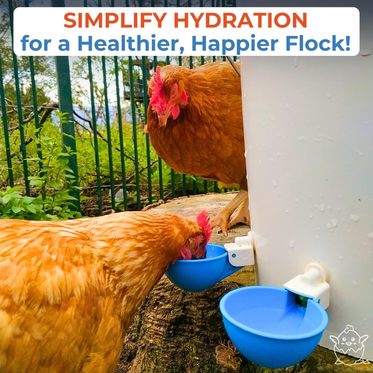Blue Large Automatic Chicken Waterer Cups Pack of 5 D3028