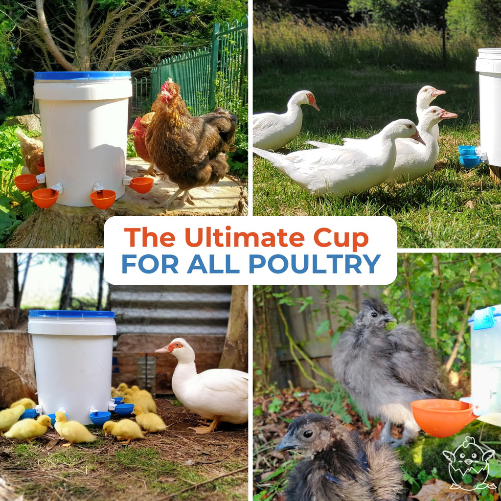Blue Large Automatic Chicken Waterer Cups Pack of 5 D3028